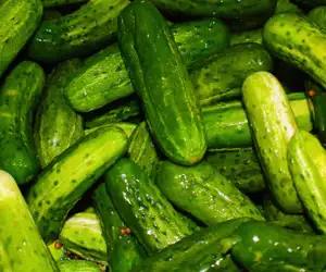 Cucumbers getting ready for pickles. 